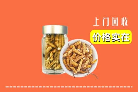 双鸭山岭东回收散虫草