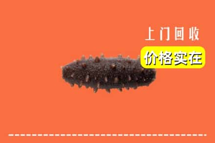 双鸭山岭东回收海参